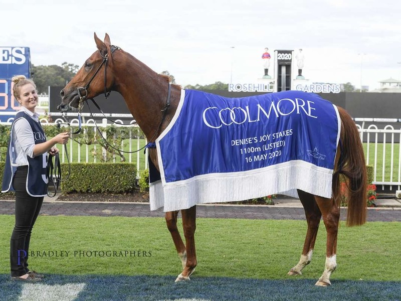 Prime Thoroughbreds: Successful Beyond Measure Image 1